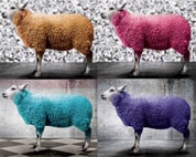 rylux sheep.jpg
